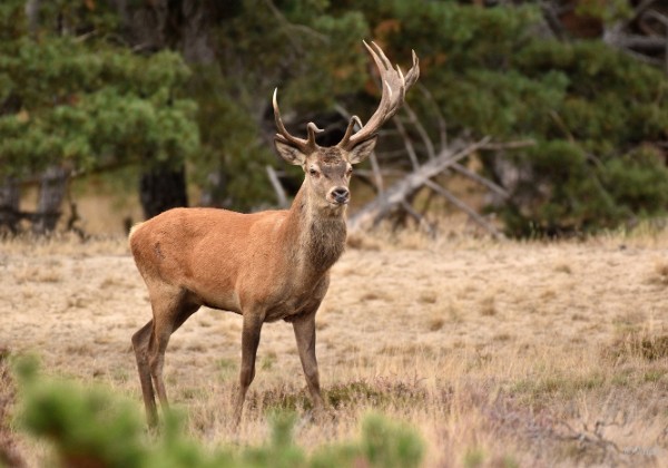 Veluwe 2022