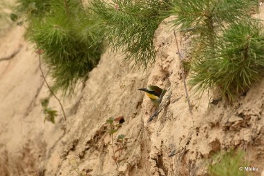bdBijeneter 2023 01 Bijeneters 2023 in de vrije natuur