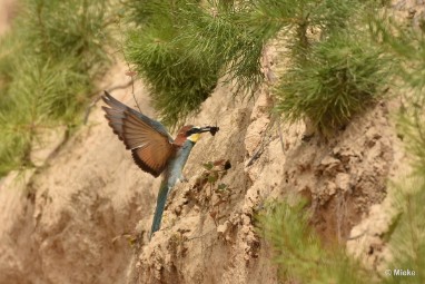 bdBijeneter 2023 02 Bijeneters 2023 in de vrije natuur