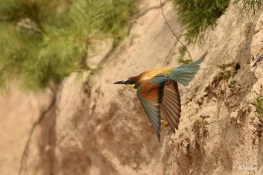 bdBijeneter 2023 04 Bijeneters 2023 in de vrije natuur
