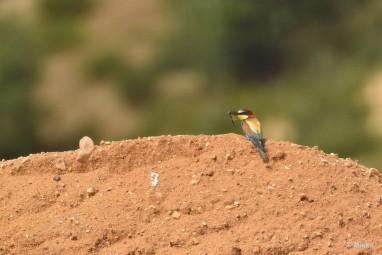 bdBijeneter 2023 05 Bijeneters 2023 in de vrije natuur