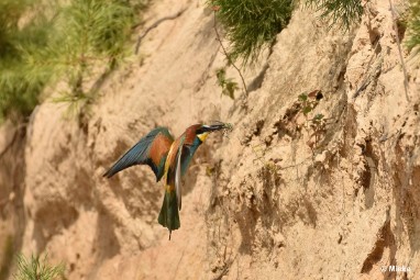 bdBijeneter 2023 06 Bijeneters 2023 in de vrije natuur