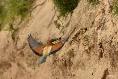 bdBijeneter 2023 07 Bijeneters 2023 in de vrije natuur