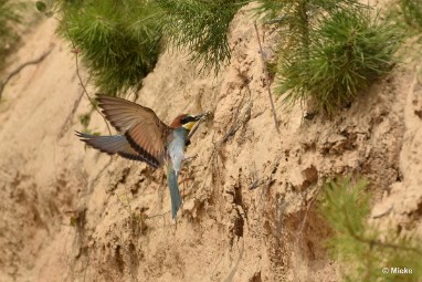 bdBijeneter 2023 08 Bijeneters 2023 in de vrije natuur