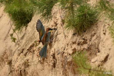 bdBijeneter 2023 09 Bijeneters 2023 in de vrije natuur