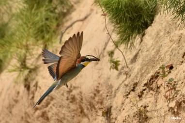 bdBijeneter 2023 10 Bijeneters 2023 in de vrije natuur