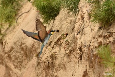 bdBijeneter 2023 11 Bijeneters 2023 in de vrije natuur