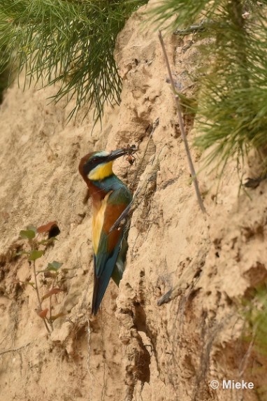 bdBijeneter 2023 12 Bijeneters 2023 in de vrije natuur