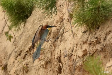 bdBijeneter 2023 13 Bijeneters 2023 in de vrije natuur