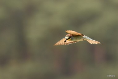 bdBijeneter 2023 14 Bijeneters 2023 in de vrije natuur