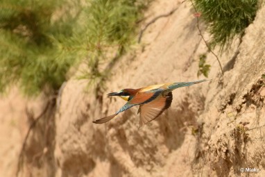 bdBijeneter 2023 15 Bijeneters 2023 in de vrije natuur