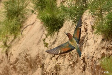 bdBijeneter 2023 16 Bijeneters 2023 in de vrije natuur