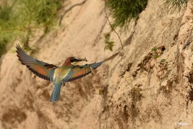 bdBijeneter 2023 17 Bijeneters 2023 in de vrije natuur
