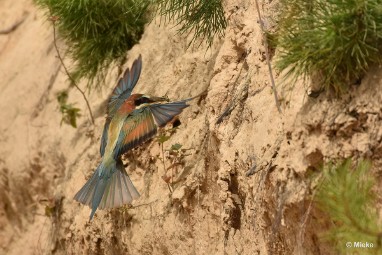 bdBijeneter 2023 18 Bijeneters 2023 in de vrije natuur