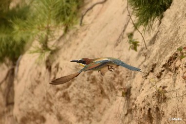 bdBijeneter 2023 20 Bijeneters 2023 in de vrije natuur