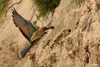 bdBijeneter 2023 21 Bijeneters 2023 in de vrije natuur