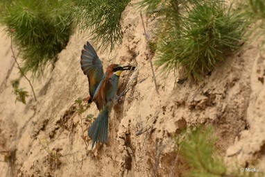 bdBijeneter 2023 22 Bijeneters 2023 in de vrije natuur
