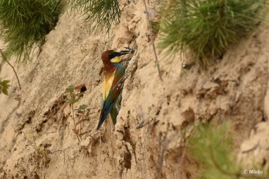 bdBijeneter 2023 23 Bijeneters 2023 in de vrije natuur
