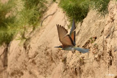 bdBijeneter 2023 24 Bijeneters 2023 in de vrije natuur