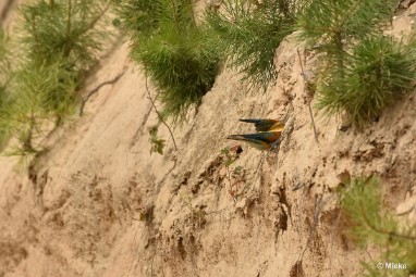 bdBijeneter 2023 25 Bijeneters 2023 in de vrije natuur