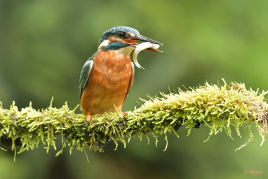 bdijsvogel 23 01 De ijsvogel 2023