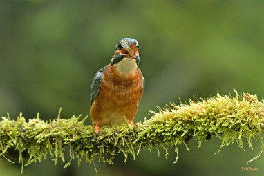 bdijsvogel 23 02 De ijsvogel 2023