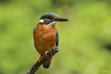 bdijsvogel 23 03 De ijsvogel 2023