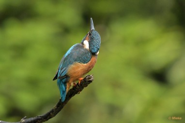 bdijsvogel 23 04 De ijsvogel 2023