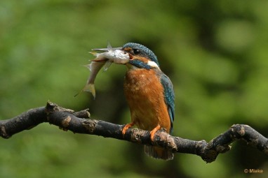 bdijsvogel 23 06 De ijsvogel 2023
