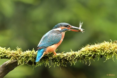 bdijsvogel 23 07 De ijsvogel 2023