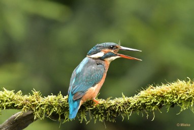 bdijsvogel 23 08 De ijsvogel 2023