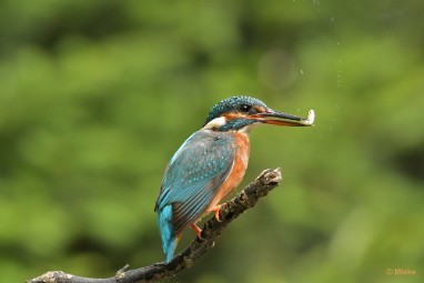 bdijsvogel 23 09 De ijsvogel 2023