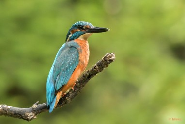 bdijsvogel 23 11 De ijsvogel 2023
