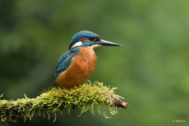 bdijsvogel 23 12 De ijsvogel 2023