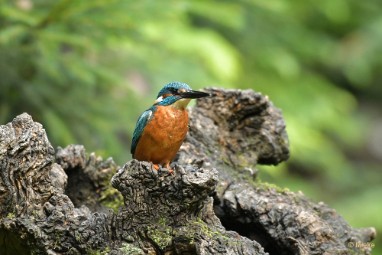 bdijsvogel 23 13 De ijsvogel 2023