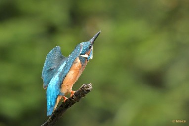 bdijsvogel 23 14 De ijsvogel 2023