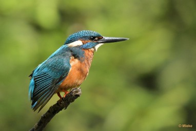bdijsvogel 23 15 De ijsvogel 2023