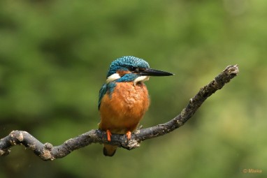 bdijsvogel 23 16 De ijsvogel 2023