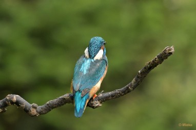 bdijsvogel 23 17 De ijsvogel 2023