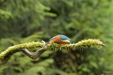 bdijsvogel 23 20 De ijsvogel 2023