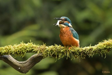 bdijsvogel 23 22 De ijsvogel 2023