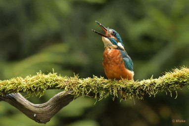bdijsvogel 23 23 De ijsvogel 2023