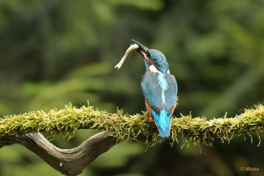 bdijsvogel 23 24 De ijsvogel 2023