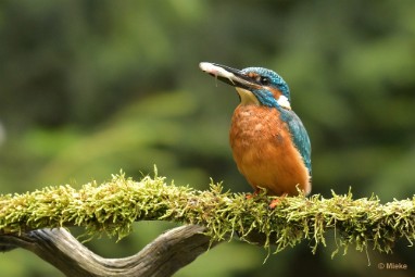 bdijsvogel 23 25 De ijsvogel 2023
