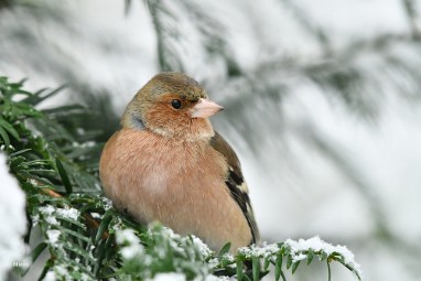 bdvink 02a Januari sneeuw 2023