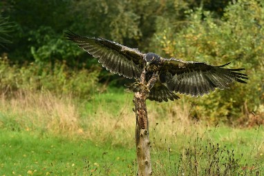 roofvogels 04 2024 ASCII