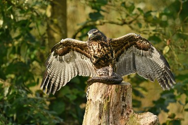 roofvogels 10 2024 ASCII