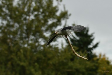 roofvogels 18 2024 ASCII