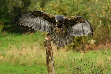 roofvogels 23 2024 ASCII