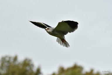 roofvogels 24 2024 ASCII